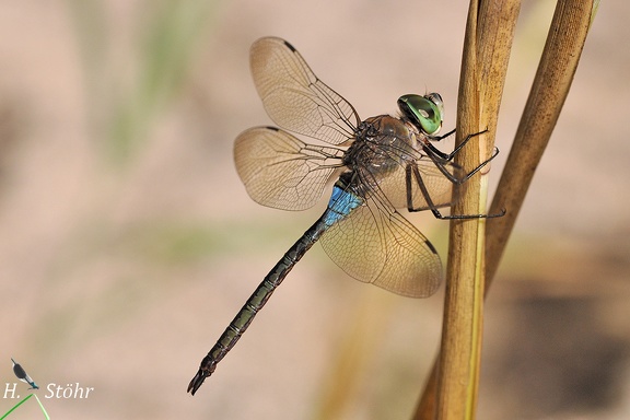 Kleine Königslibelle (Anax parthenope)